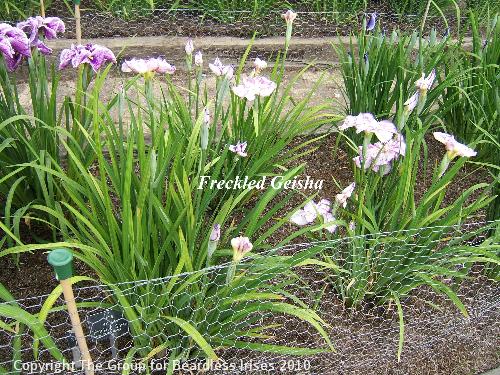 34 Freckled Geisha